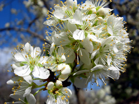 BLUE DAMSON PLUM (Prunus insititia)